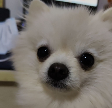 狗狗看不到人一直叫该怎么办？ - 小轻秀场